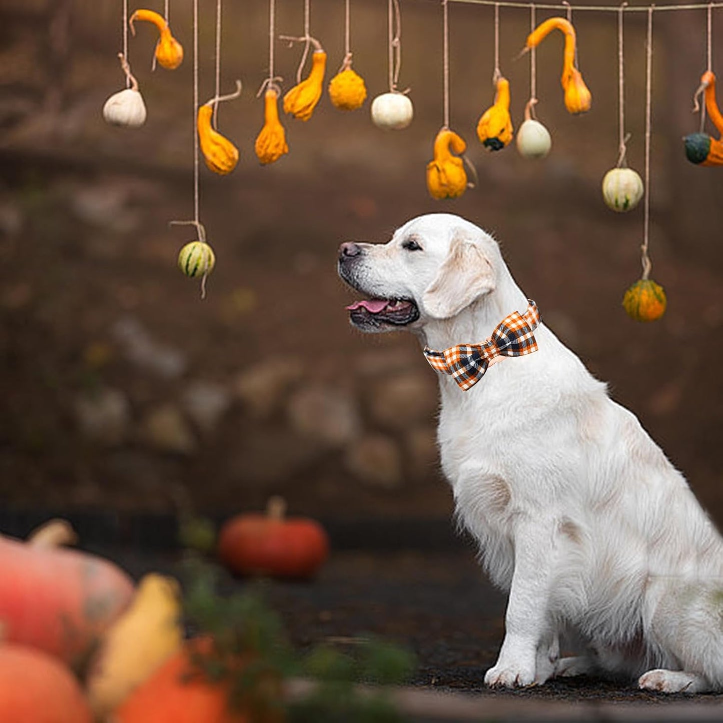 Fall Dog Collar, Halloween Dog Collar Orange Plaid Pet Collars with Bowtie Puppy Metal Buckle Cotton Girls Boys Adjustable Pet Collars for Small Dogs