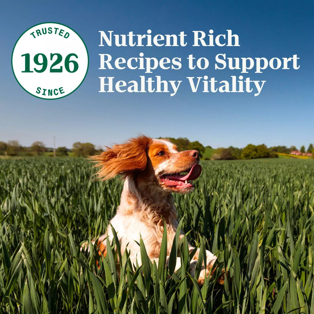 Nutro Wholesome Nutrition Natural Choice Essentials Chicken, Brown Rice and Sweet Potato Flavor Small Breed Adult Dry Dog Food