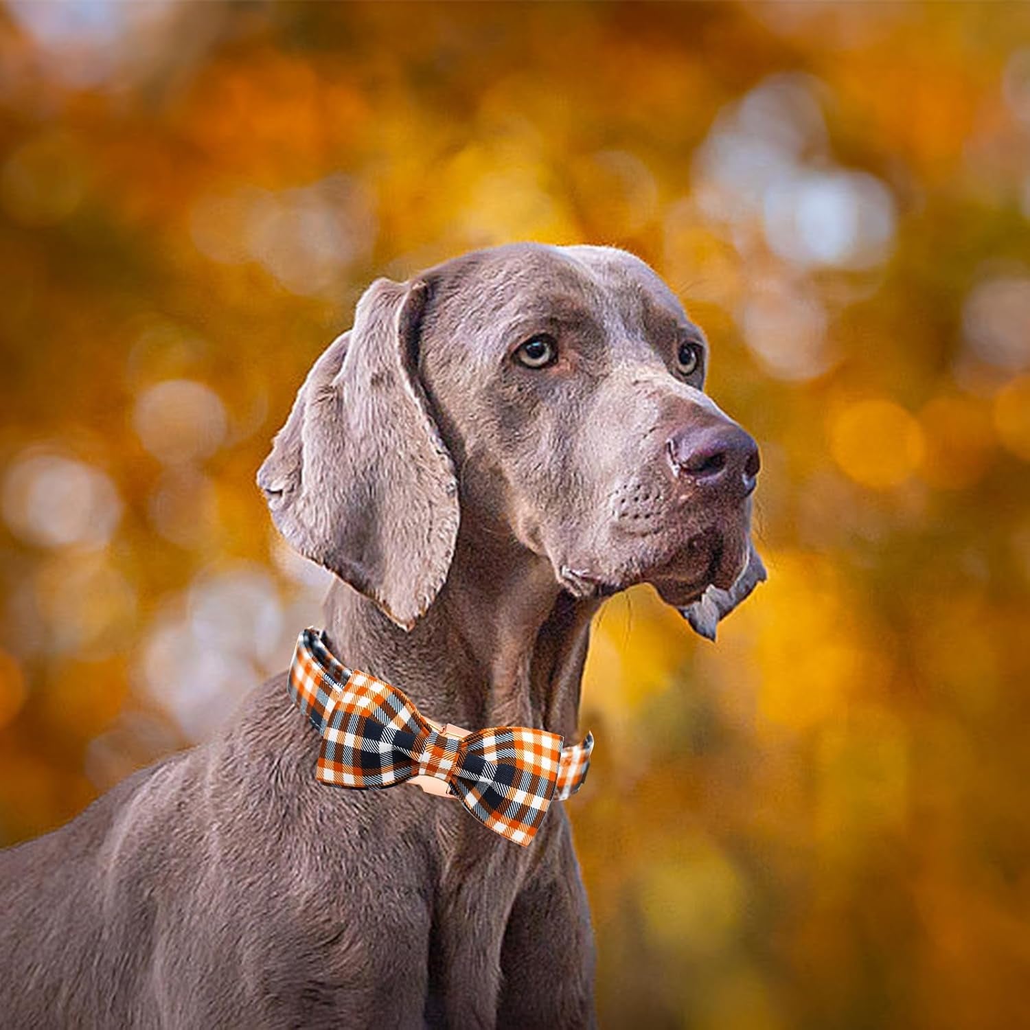 Fall Dog Collar, Halloween Dog Collar Orange Plaid Pet Collars with Bowtie Puppy Metal Buckle Cotton Girls Boys Adjustable Pet Collars for Small Dogs