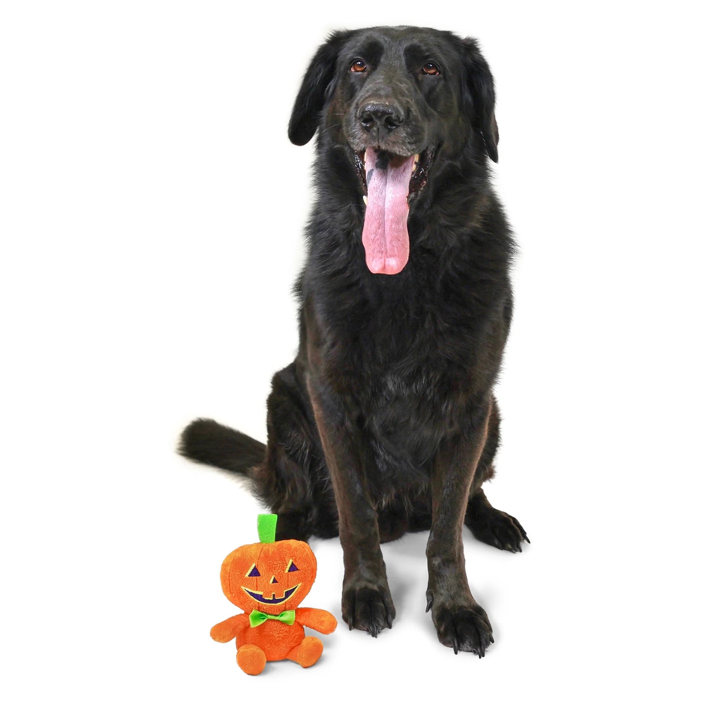 Halloween Plush Dog Toy with Squeaker, Pumpkin Boy, Orange, 6"