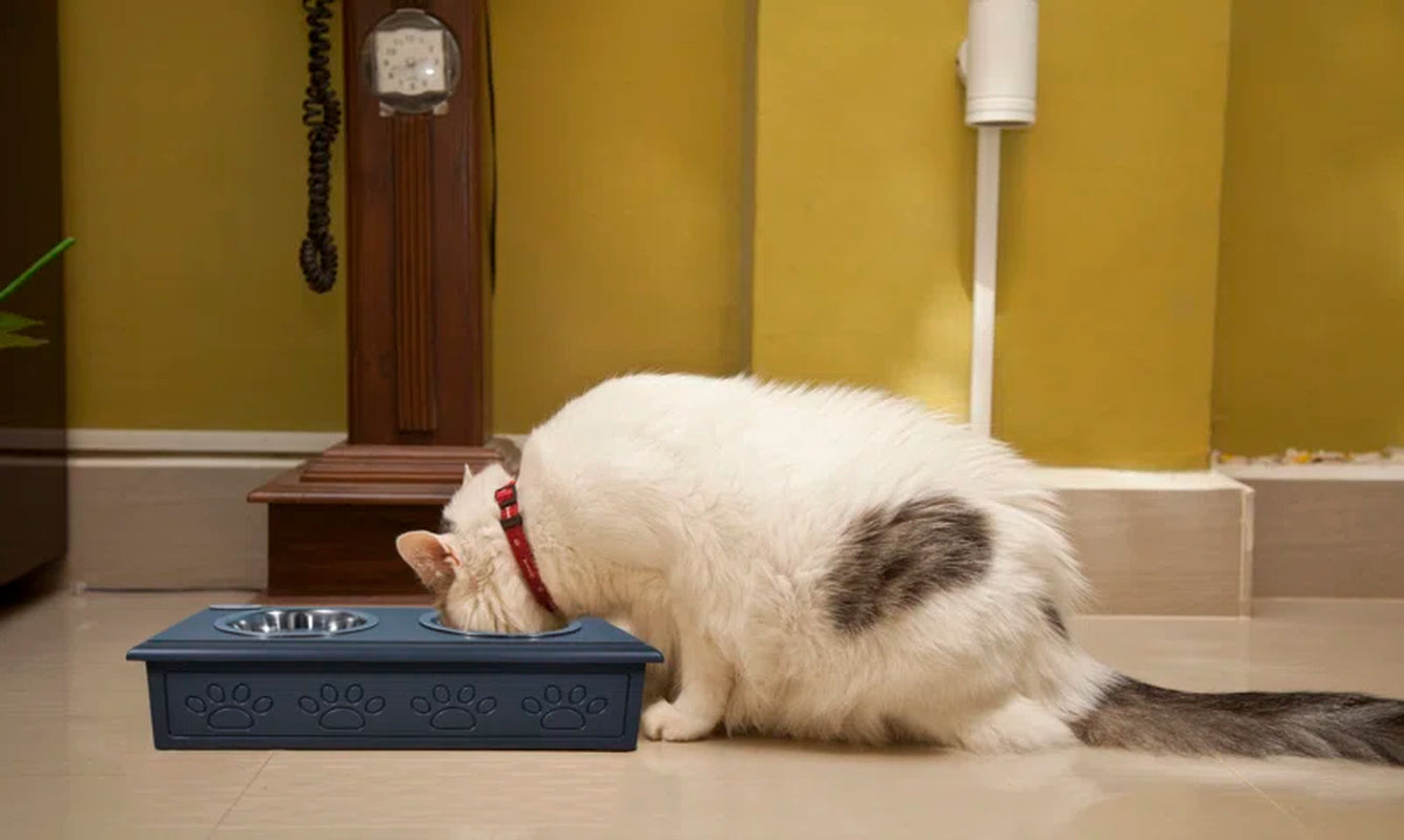 Sassy Paws 2 Cups Anti-Skid Elevated Feeder