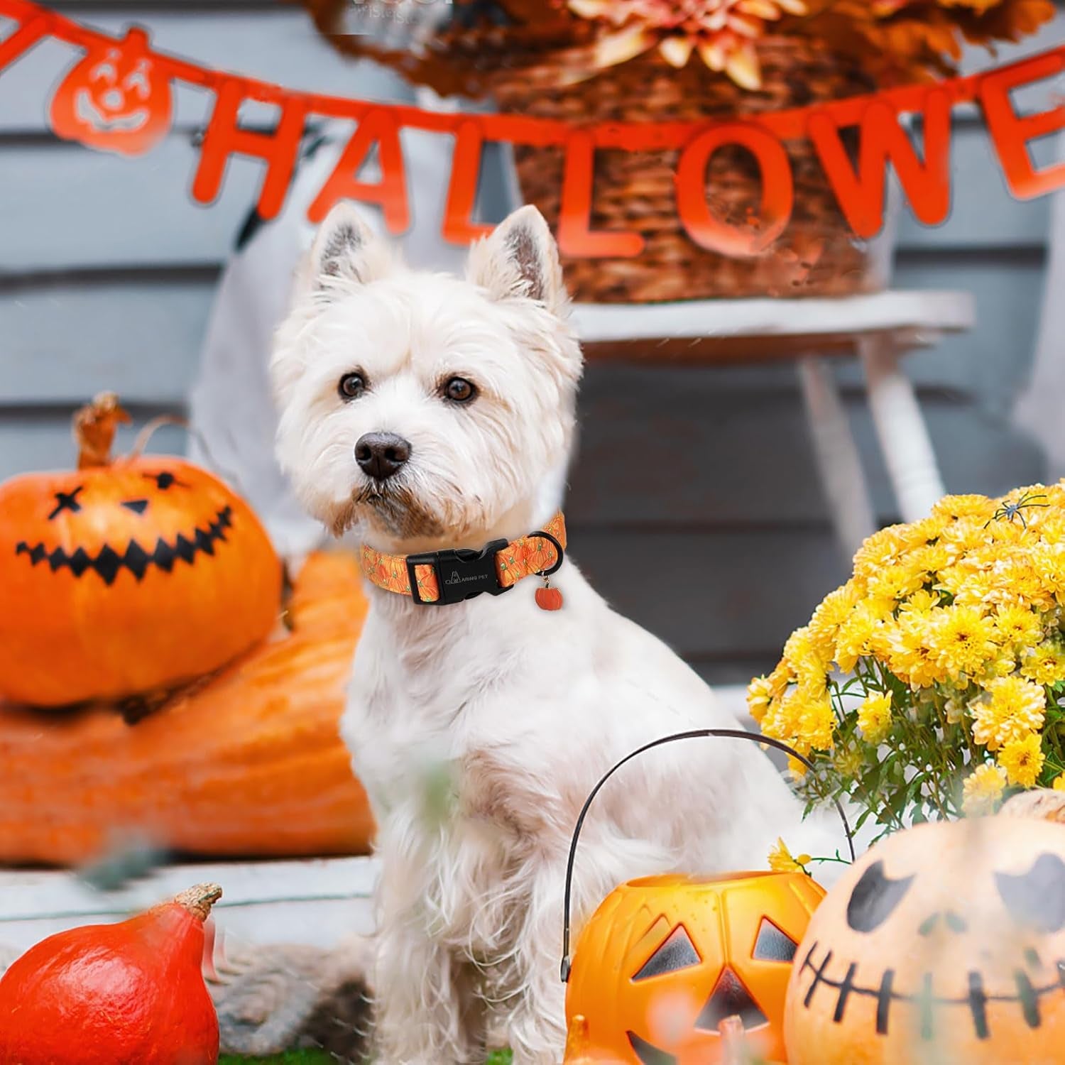 Halloween Dog Collars, Cute Gold Pumpkin Fall Pet Collar with Quick Release Buckle for Small Medium Large Girl Boy Dogs-M