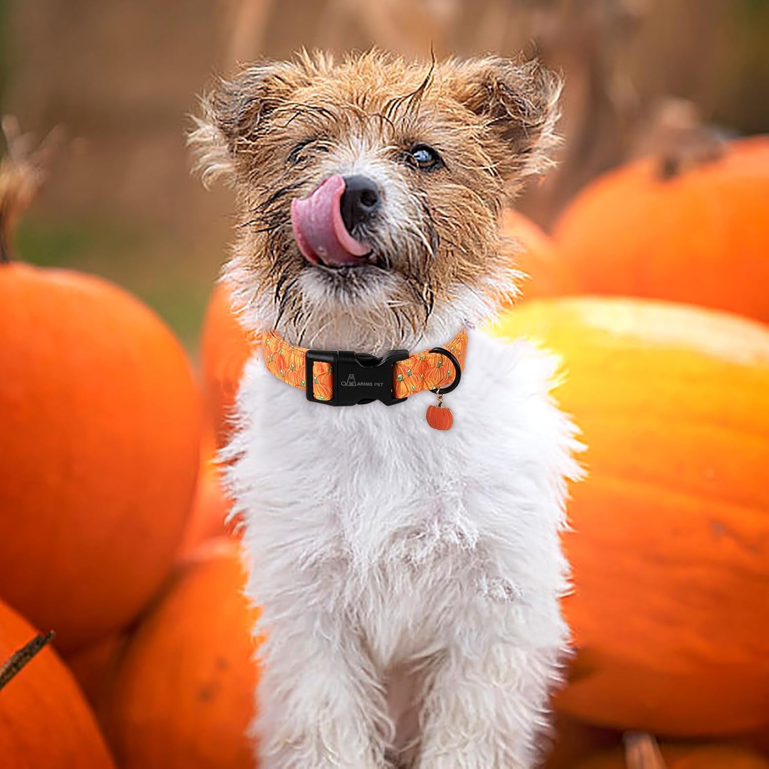 Halloween Dog Collars, Cute Gold Pumpkin Fall Pet Collar with Quick Release Buckle for Small Medium Large Girl Boy Dogs-M