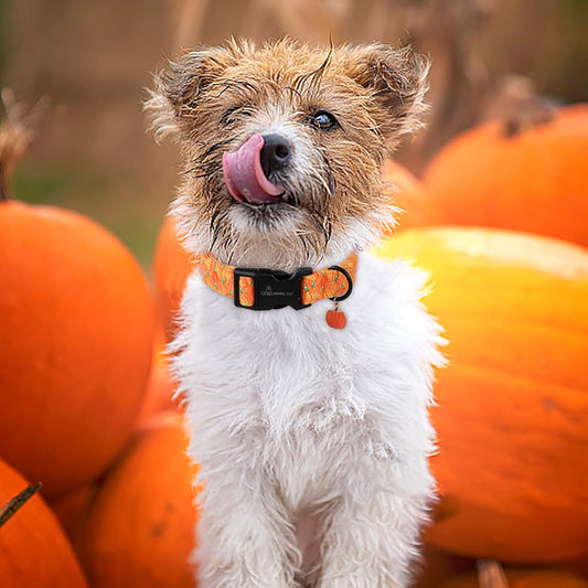 Halloween Dog Collars, Cute Gold Pumpkin Fall Pet Collar with Quick Release Buckle for Small Medium Large Girl Boy Dogs-M